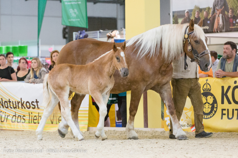  Messe PFERD Wels 2023 - Zuchtverband Stadl-Paura 