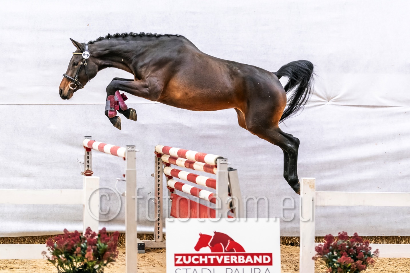 Sieger 2jährige Warmblut – Ancestral v. Dominator´s Fire
