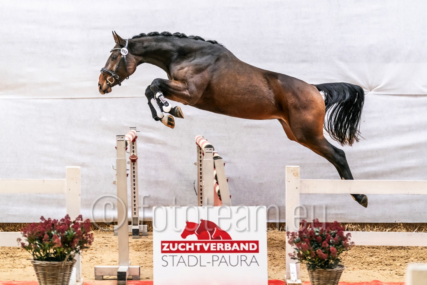 Res. Siegerin – 2jährige Warmblut – Powerpuff Girl FH v. Contendro I