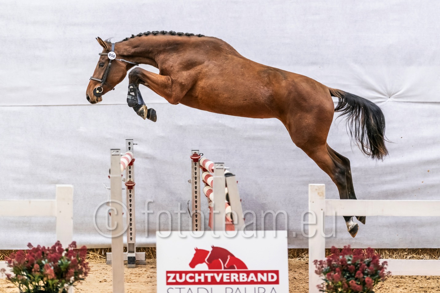 Siegerin – 2jährige Warmblut – Maluna Mondschein KCB v. Manchester Red Wine