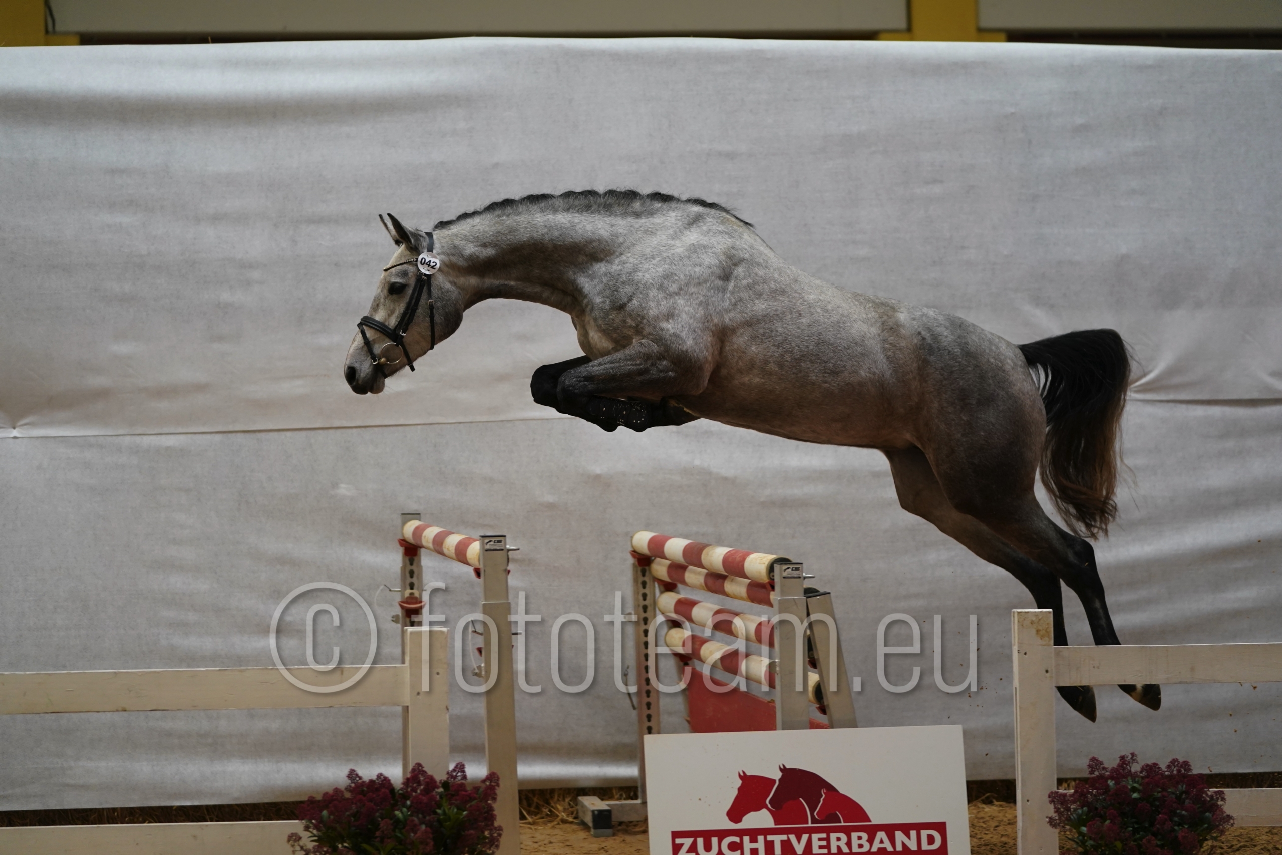 Res. Siegerin 3jährige Warmblut – Res. Siegerin – 2jährige Warmblut – Vingina v. Vingino v. Vingino