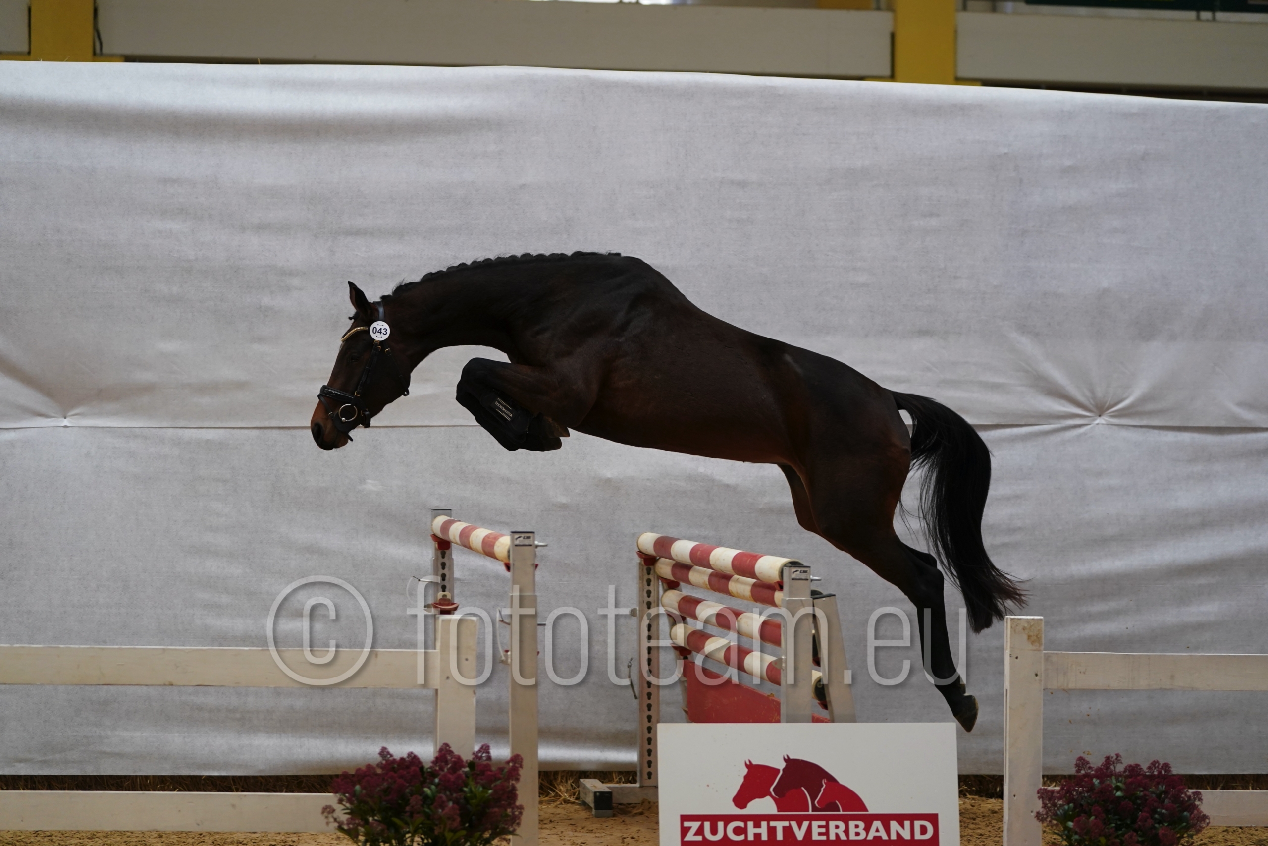 Siegerin – 3jährige Warmblut – Sierra Leone v. Conthargos