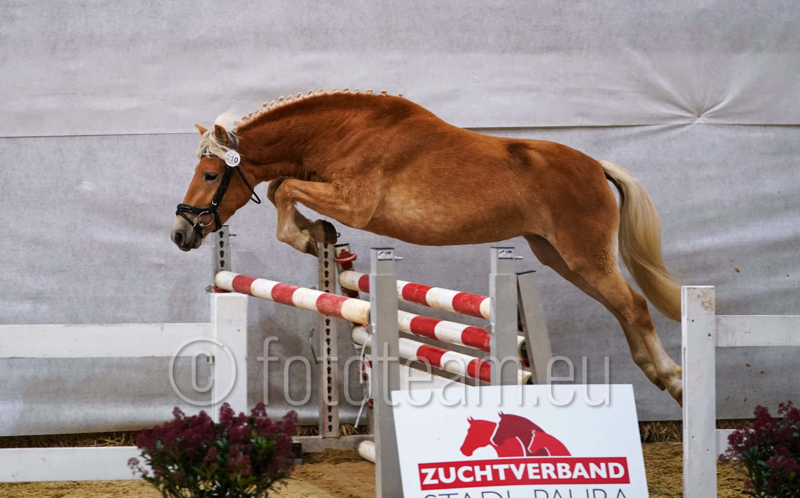 Gesamtsieger Haflinger – La – Vita Fantastica v. Neugold PrH.