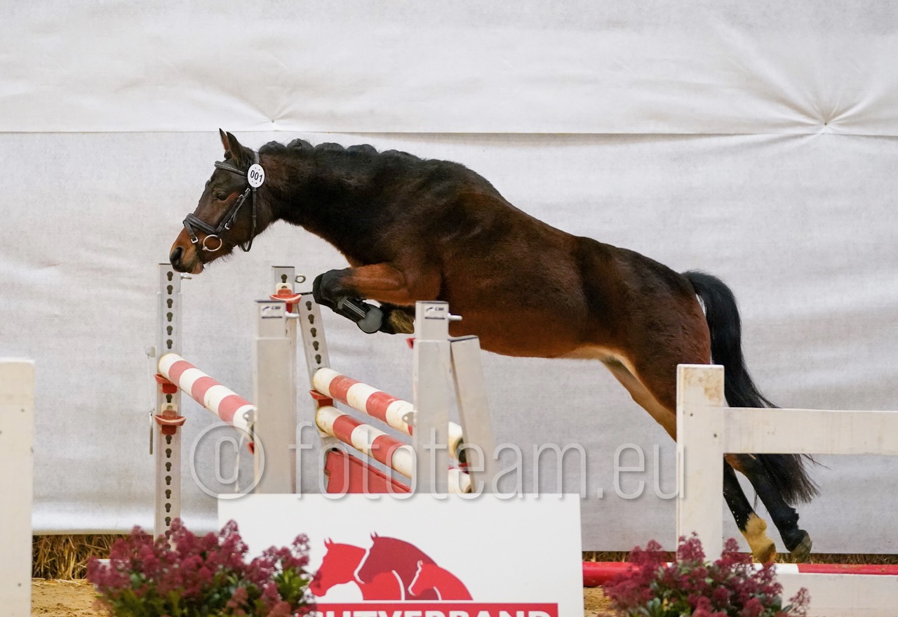 Siegerin_Austrian Pony_Canticos Little Hera v. Heides Luuk