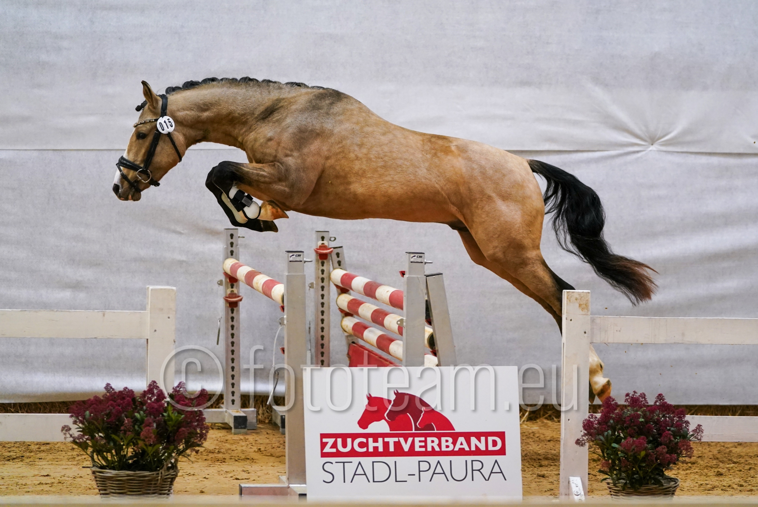 Sieger Österr. Reitpony – Cosmos Cryptonit PP v. Cosmopolitan D NRW