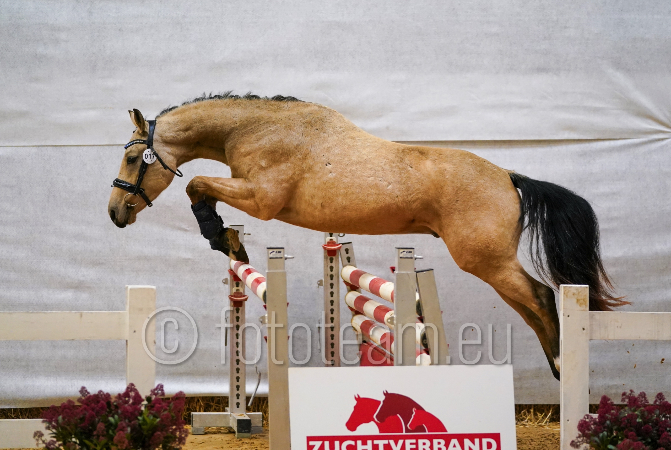 Res. Sieger – Österr. Reitpony – Double Cheese Double Cream. Double Cream