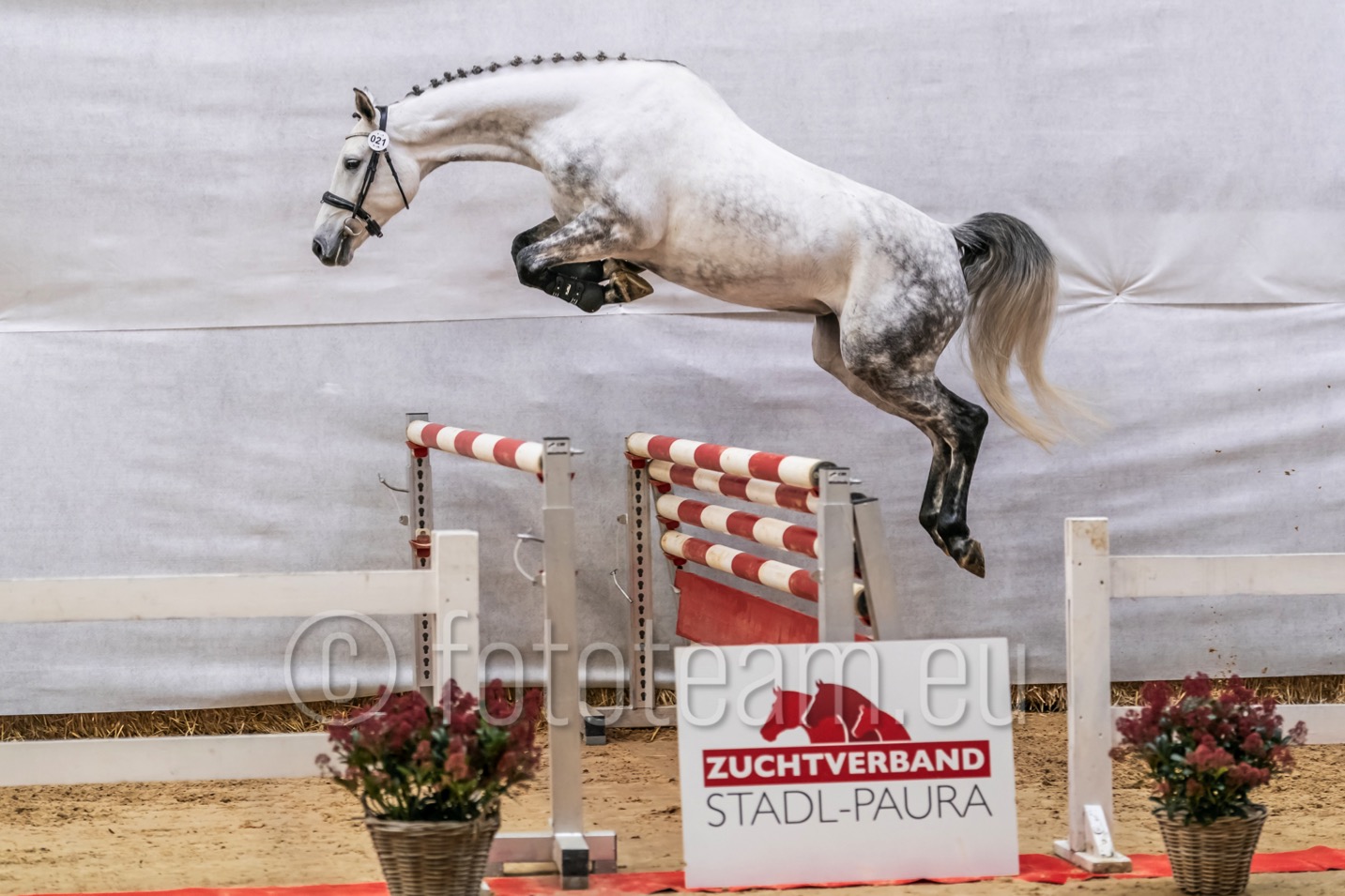 Res. Siegerin – 4jährige Warmblut – Vingina v. Vingino