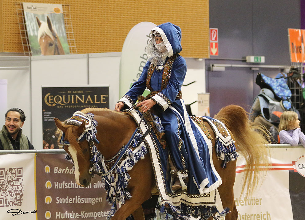 Vollblut Araber