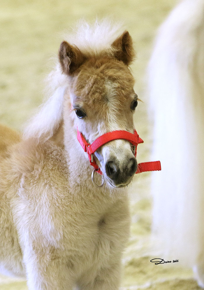 Shetlandponyfohlen Minityp Johanna´s Hazel