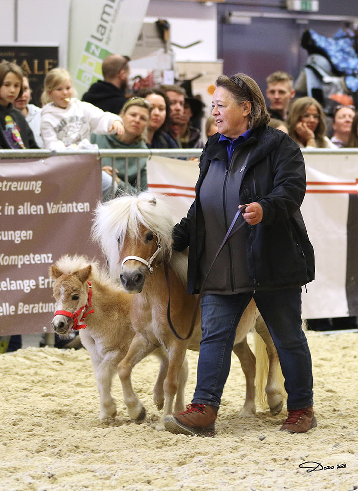 Shetlandpony Minityp