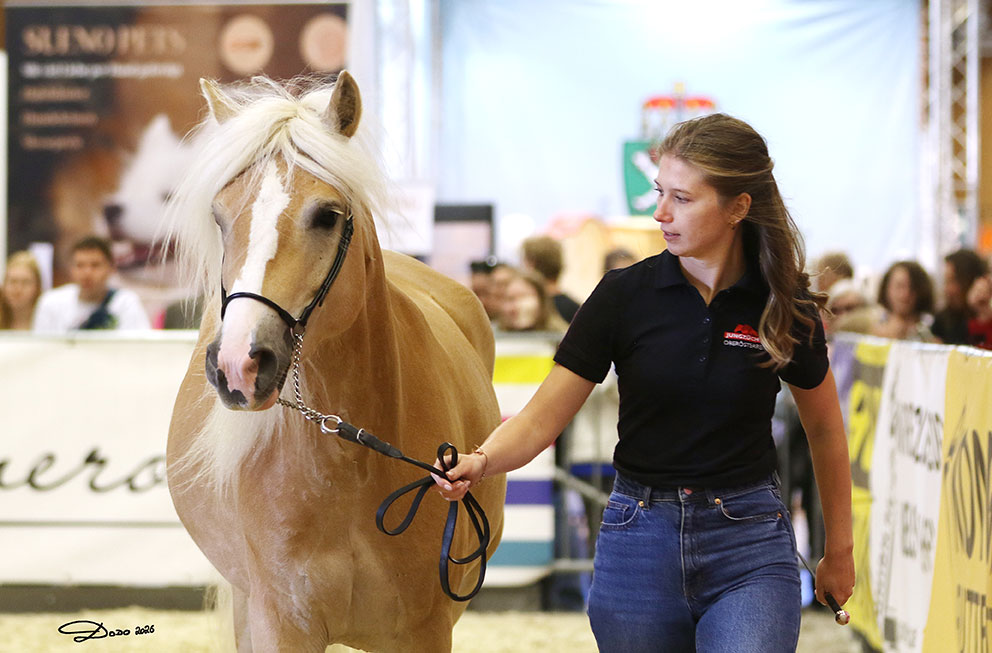 Mutterstute Haflinger Melissa
