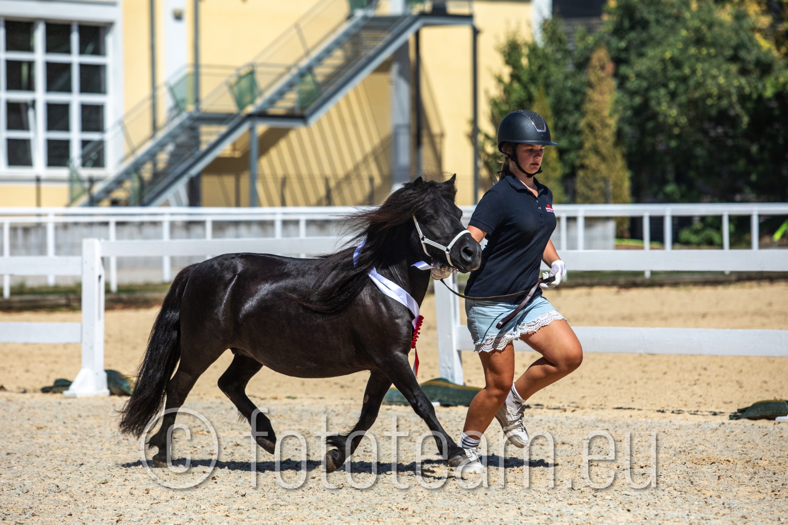 Reservesieger Shetlandpony Stuten – Orissa v.d. Buitenweg PrSt. v. Kairo v.d. Buitenweg