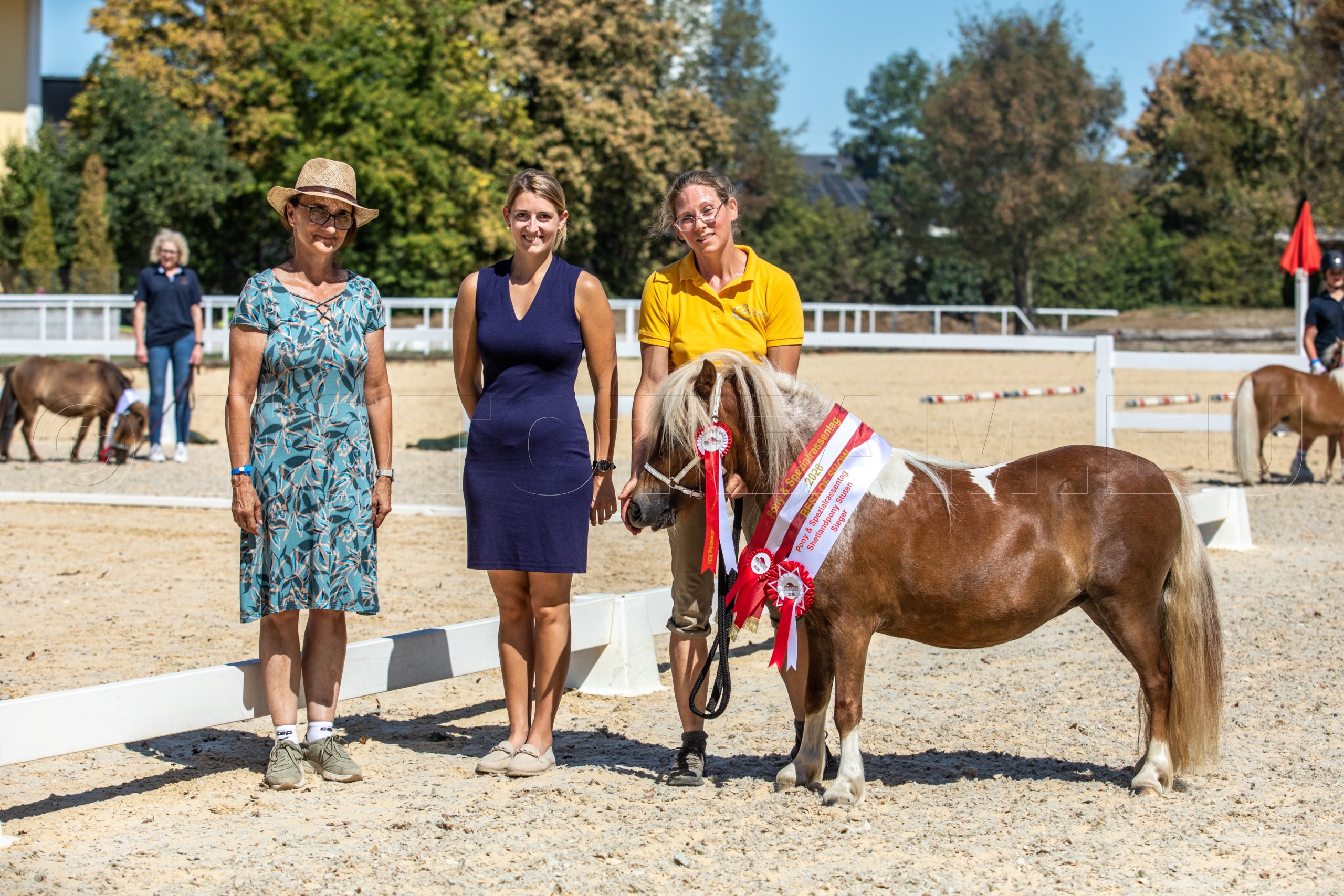 Sieger Shetland Pony Stuten – Canticos Caipiroshka PrSt. v. Wesley v. Stal van Aschberg