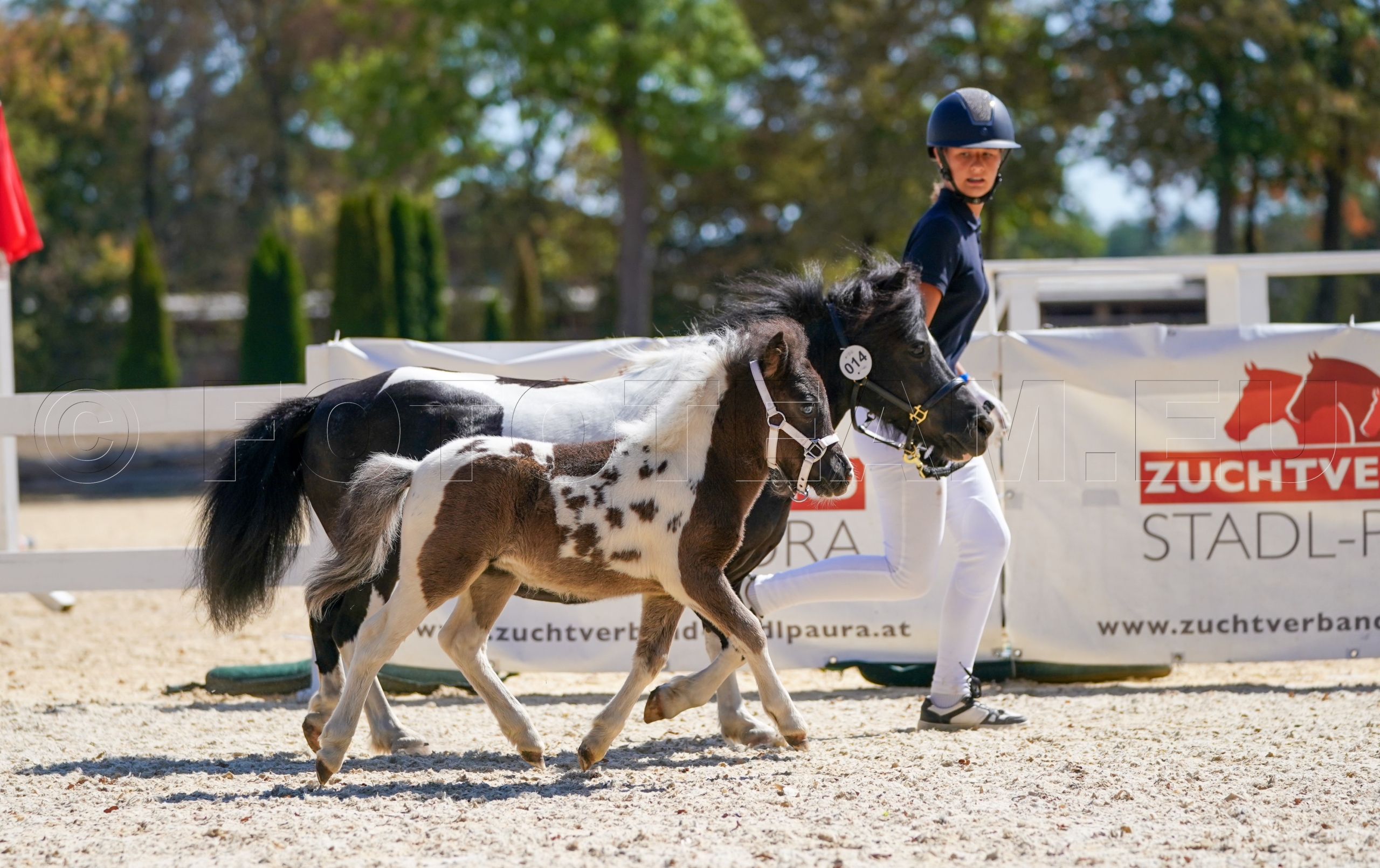 Fohlenpräsentation Shetlandpony – Nuala von Puchberg v. Camillo – Prämienfohlen