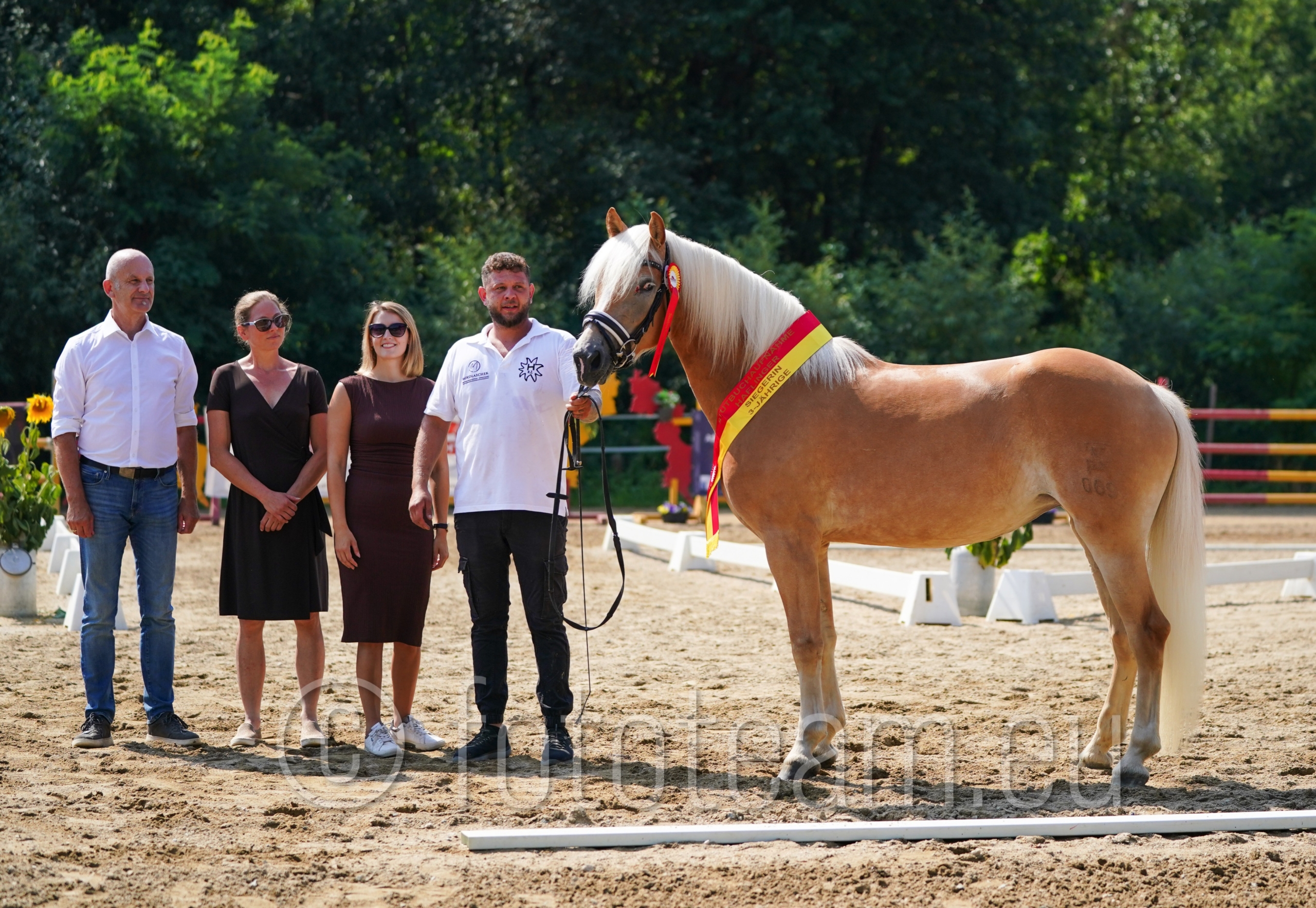 Siegerstute – Haflinger – Wendy