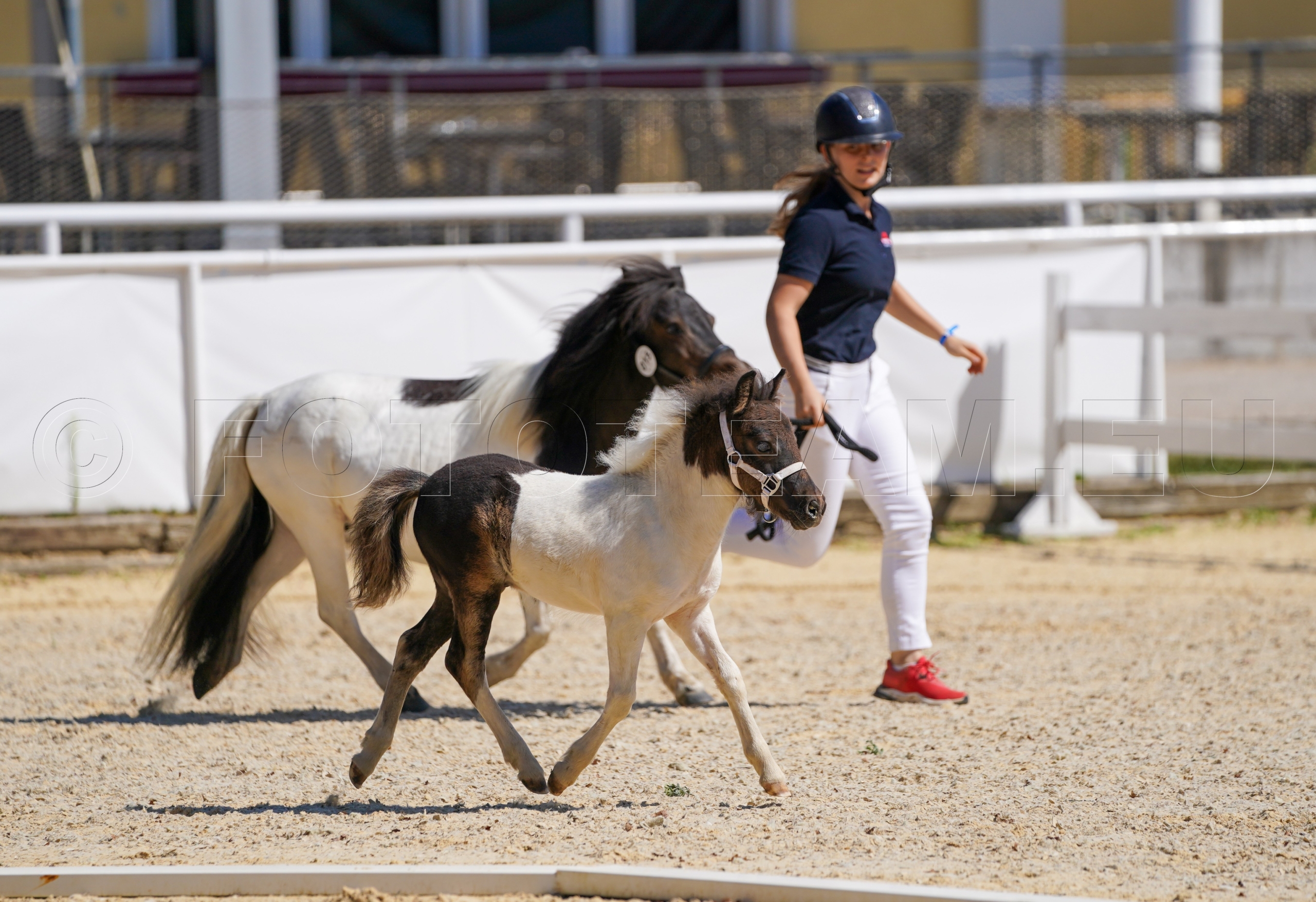 Fohlenpräsentation Shetlandpony – Primus von Puchberg v. Panamera v. Findling PrH. – Prämienfohlen