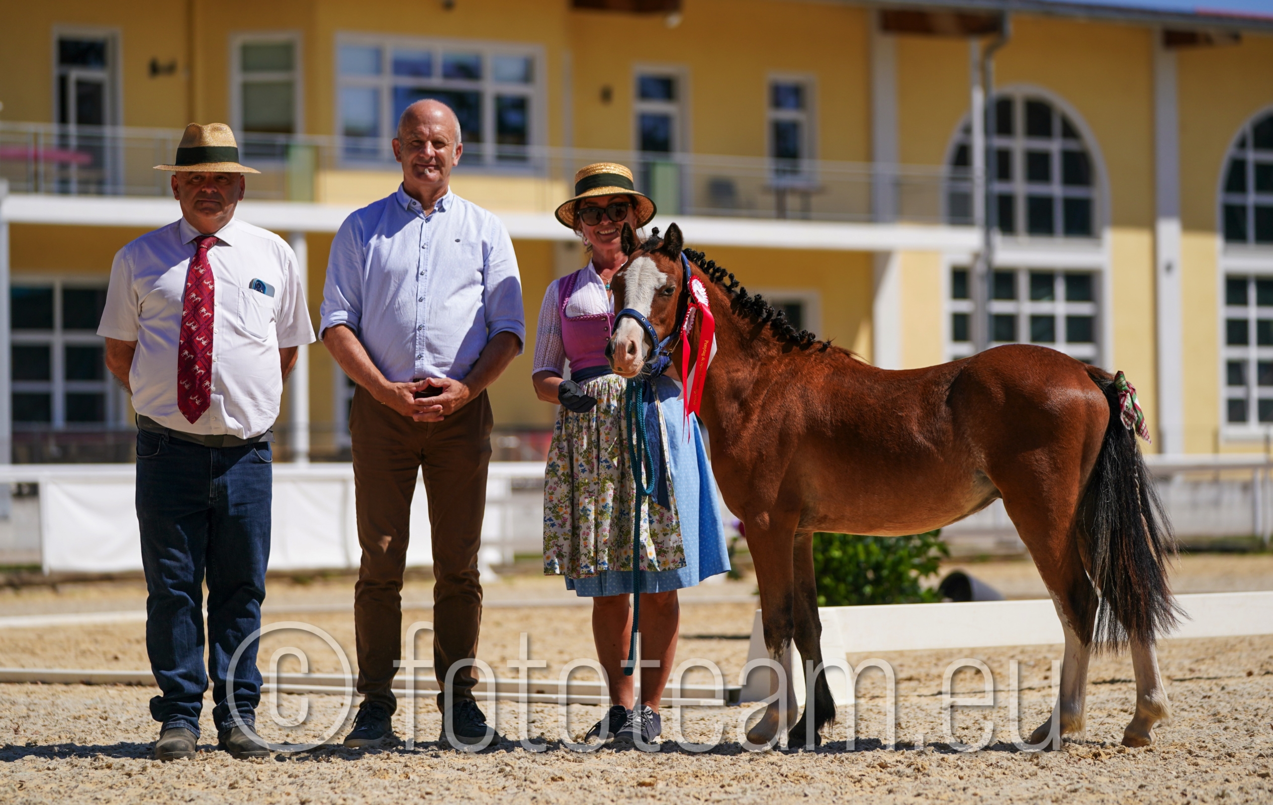 Präsentation Austrian Pony Jungpferde – Sir Henry Tudor v. Blaenau Vivid Spark