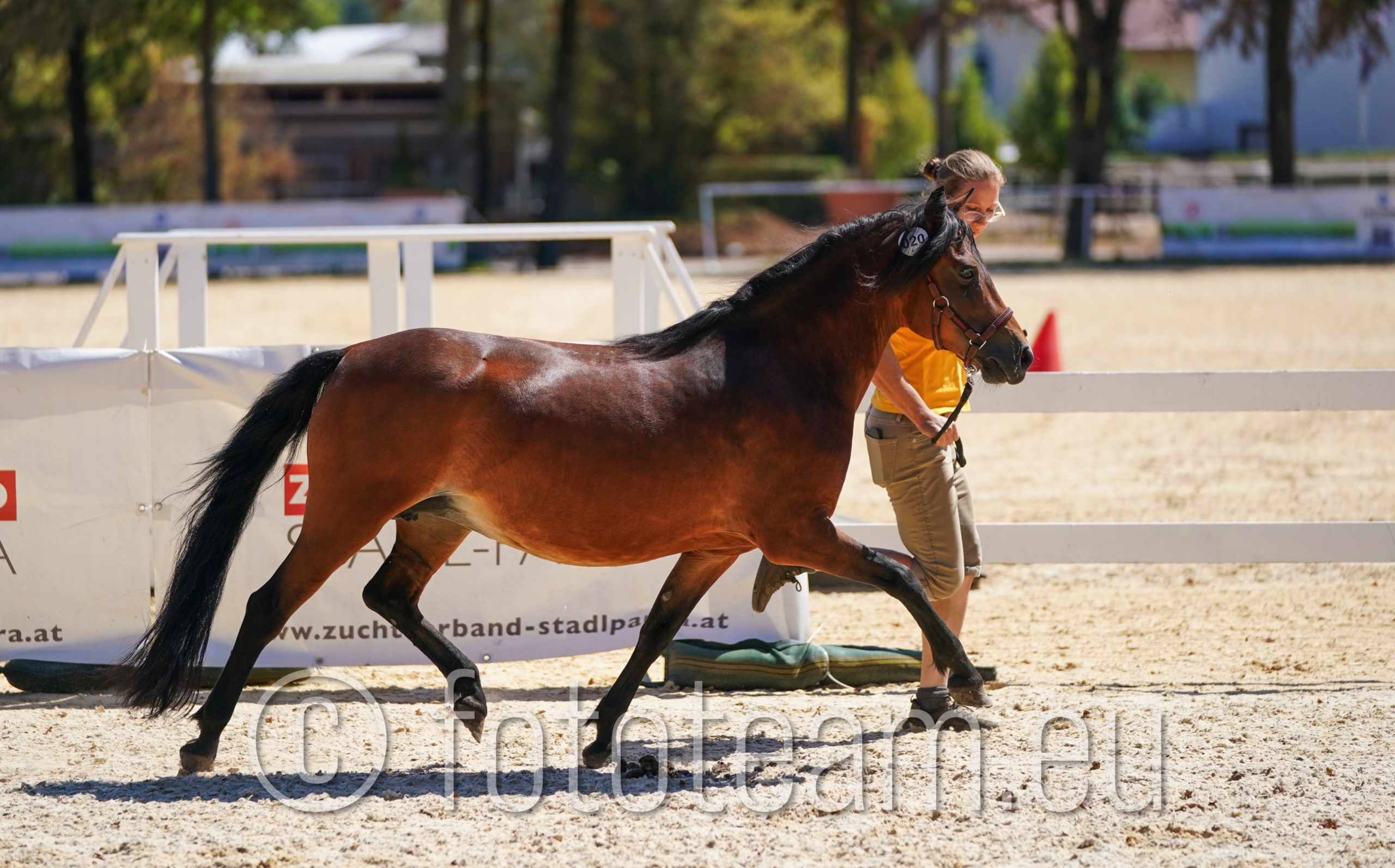 Reservesiegerin Austrian Pony Stuten – Little Crazy v.d. Remkettinghoeve v. Ysbrand v.d. Remkettinghoeve