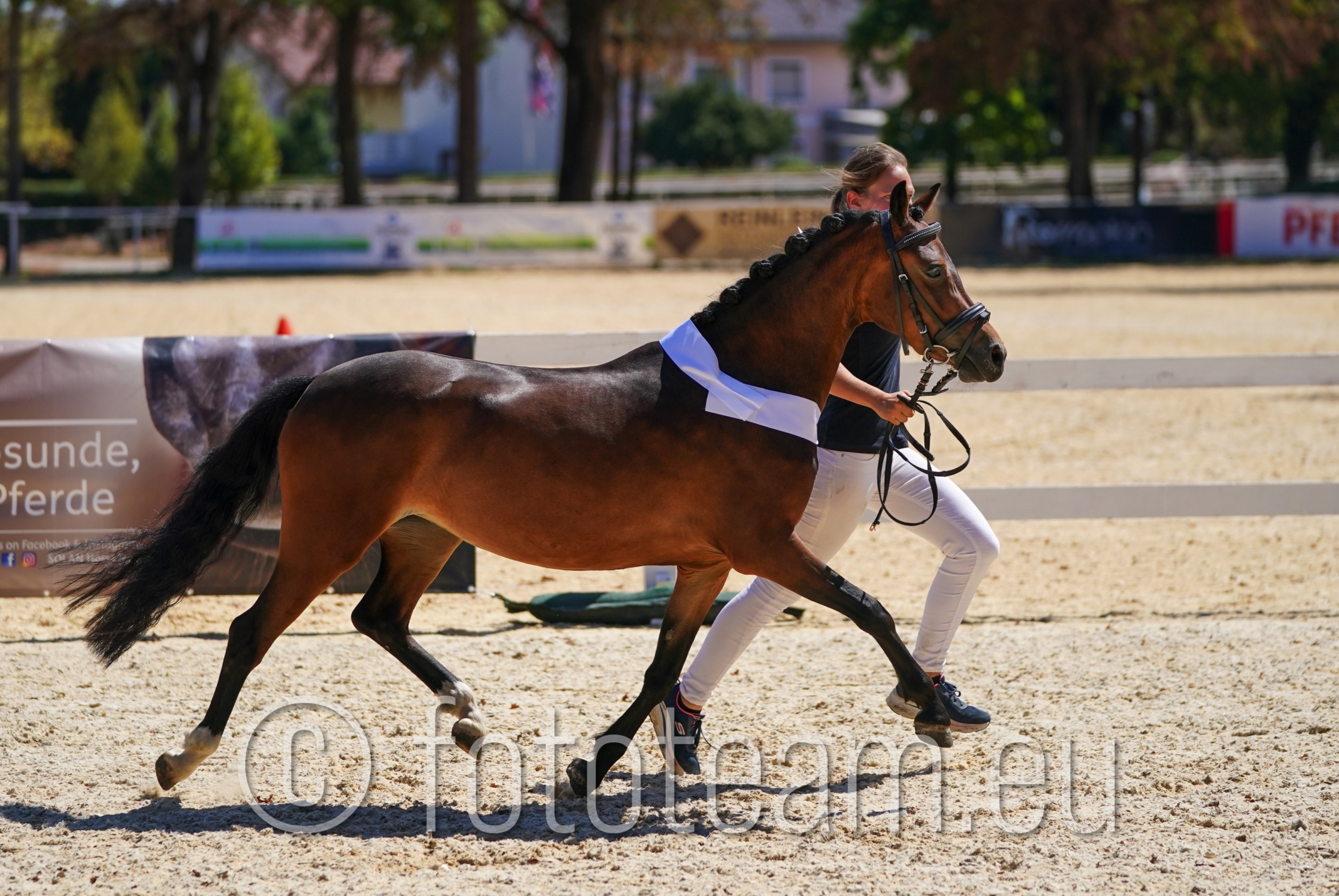 Siegerin Austrian Pony Stuten – Canticos Selena v. Heides Luuk PrH.
