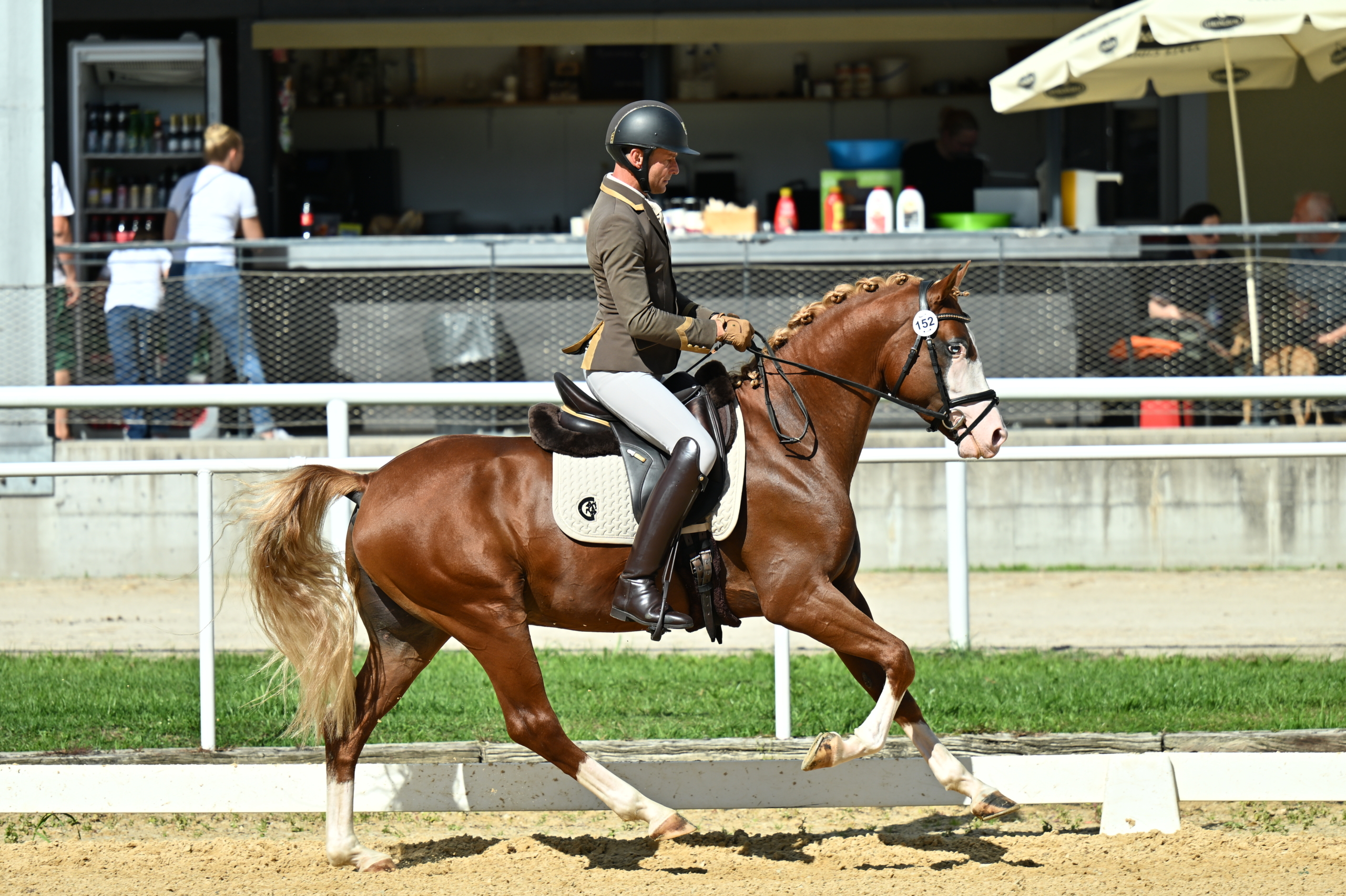 Sieger Reitpferde – Dempsey NLA v. Dreidimensional I AT NRW