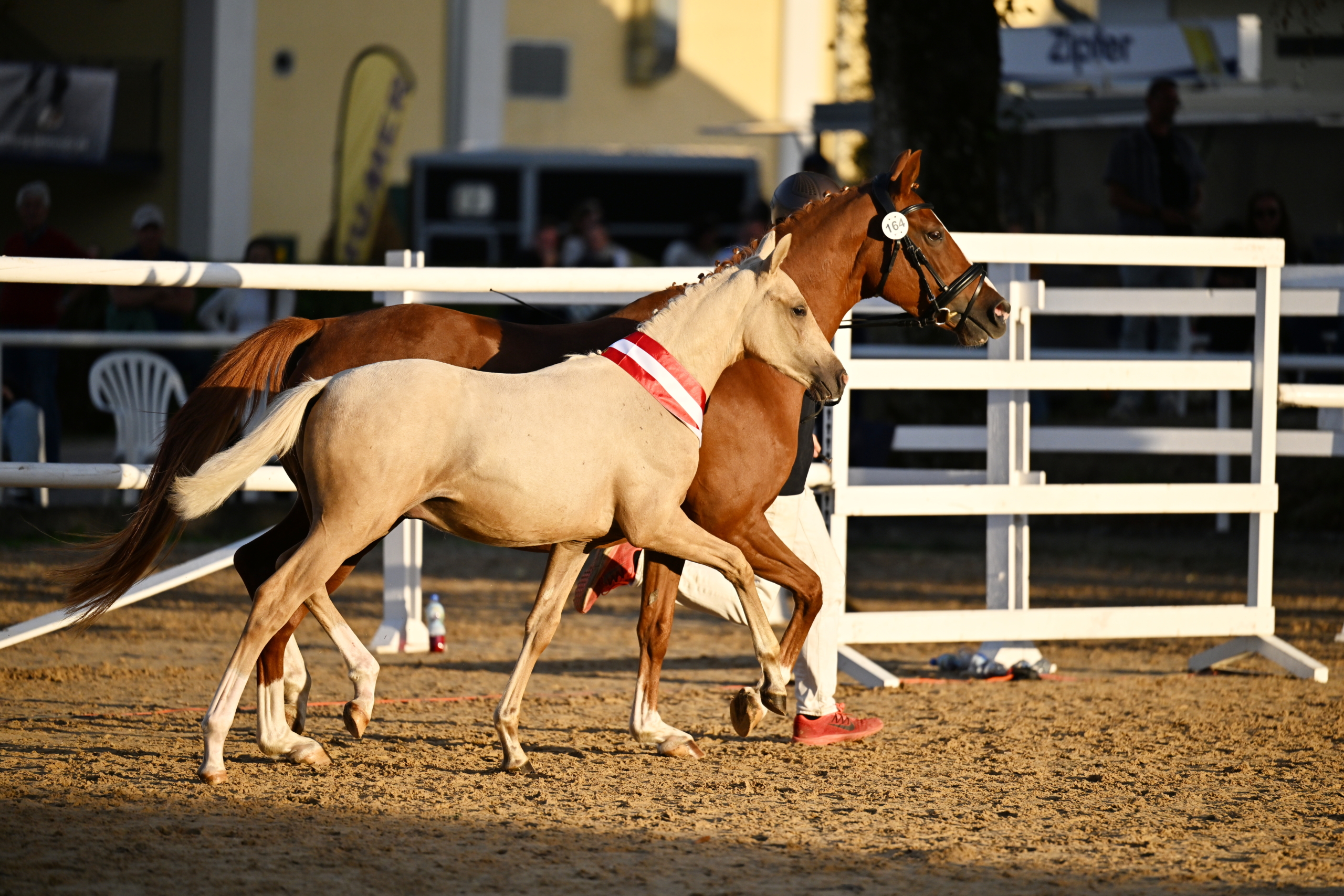 Siegerhengstfohlen – Dorado v. D-Gold AT